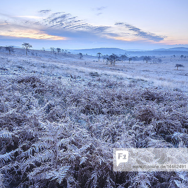 Starker Frost auf Farnkraut und leichter Nebel auf dem Heideland von Woodbury Common  in der Nähe von Exmouth  Devon  England  Vereinigtes Königreich