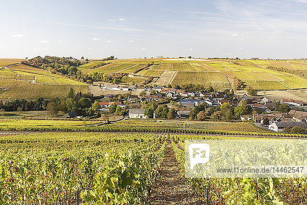 The vineyards of Sancerre known for fine wines from grape varieties such as pinot noir and sauvignon blanc Sancerre Cher Centre-Val de Loire France