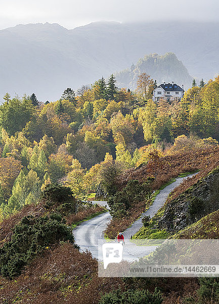 A lone cyclist on the lower slopes of Catbells with distant Castle Crag  and Manesty Woods in Borrowdale  Lake District National Park  UNESCO World Heritage Site  Cumbria  England  United Kingdom