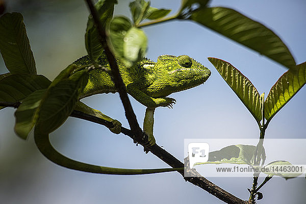 Malagasy Giant Chameleon (Furcifer oustaleti)  Anja Community Reserve  Haute Matsiatra Region  Madagascar