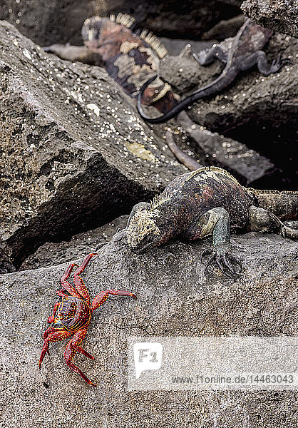 Meeresleguan und Sally-Lightfoot-Krabbe  Punta Suarez  Insel Espanola (Hood)  Galapagos  UNESCO-Welterbe  Ecuador