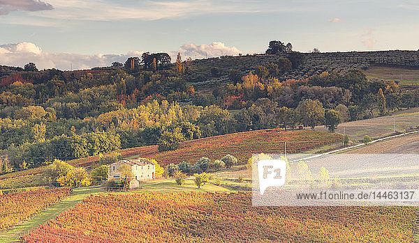 Weinberge des Sagrantino di Montefalco im Herbst  Umbrien  Italien