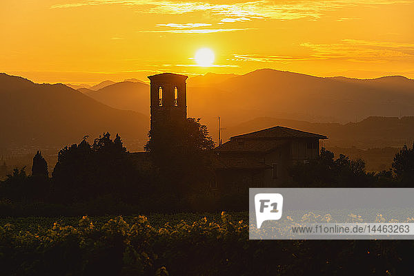 Weinberg bei Sonnenuntergang in Franciacorta  Italien