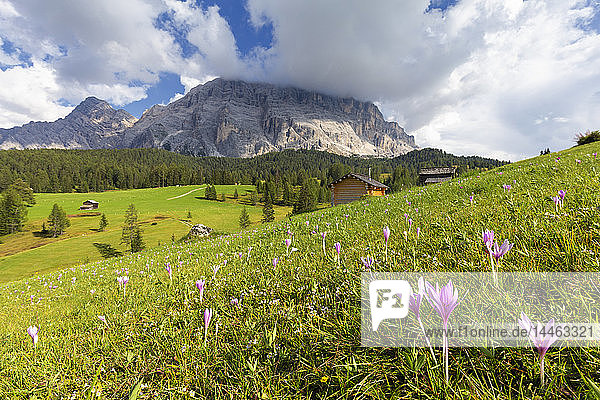 Blüte des Herbstkrokus nivea  La Valle (La Val) (Wengen)  Gadertal  Südtirol  Dolomiten  Italien