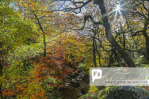 Bäume über dem Burbage Brook im Herbst im Peak District National Park  England