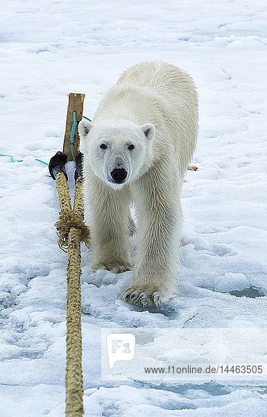 Eisbär (Ursus maritimus) bei der Inspektion des Mastes eines Expeditionsschiffes  Svalbard Archipel  Arktis  Norwegen