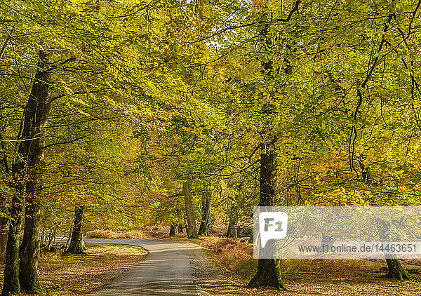 Buchen und Farnkraut in Herbstfarben entlang des Ornamental Drive  New Forest National Park  Hampshire  England  Vereinigtes Königreich