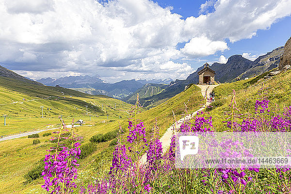 Blumen an der Pordoijoch-Kapelle  Pordoijoch  Fassatal  Trentino  Dolomiten  Italien