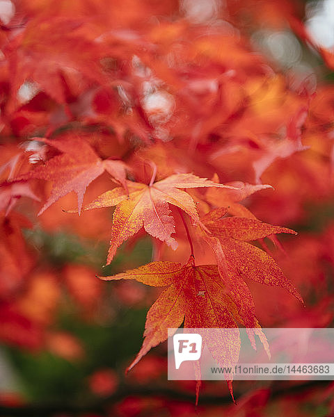 Ahornblätter im Herbst  Rydal Mount  Rydal  Lake District  Cumbria  England  Vereinigtes Königreich