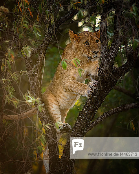 Löwenjunges in einem Baum  Masai Mara  Kenia  Ostafrika  Afrika