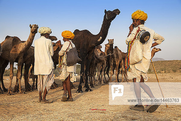 Pushkar Camel Fair  Pushkar  Rajasthan  India