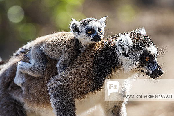 Ring-tailed Lemur and its baby (Lemur catta)  Anja Community Reserve  Haute Matsiatra Region  Madagascar