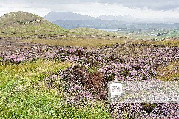 Heather-filled fields near Dunfanaghy  County Donegal  Ulster  Republic of Ireland