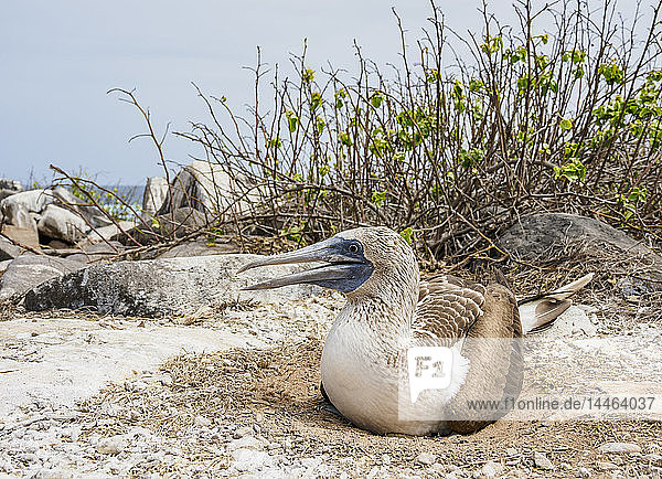 Blaufußtölpel (Sula nebouxii) auf einem Nest  Punta Suarez  Insel Espanola (Hood)  Galapagos  UNESCO-Welterbe  Ecuador