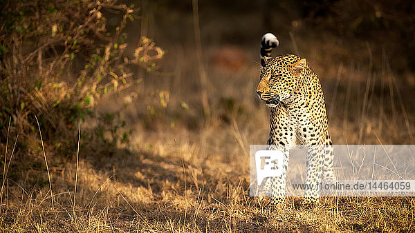 Female leopard hunting in the Masai Mara Kenya East Africa Africa