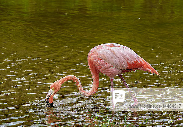 Großer Flamingo (Phoenicopterus roseus)  Insel Isabela (Albemarle)  Galapagos  UNESCO-Welterbe  Ecuador
