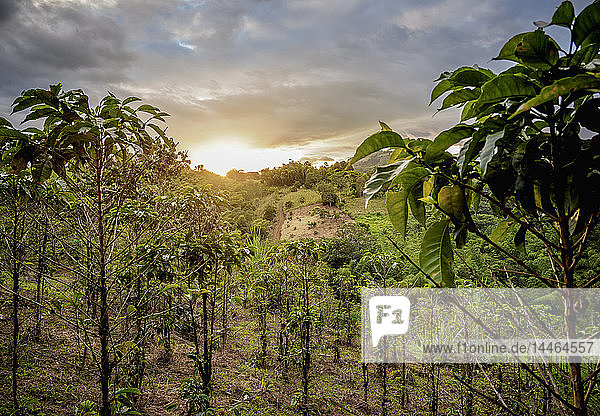 Kaffeeplantage bei Sonnenuntergang  San Agustin  Departement Huila  Kolumbien  Südamerika