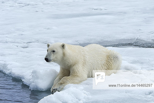 Eisbär (Ursus maritimus) auf dem Packeis  Svalbard Archipelago  Arktis  Norwegen