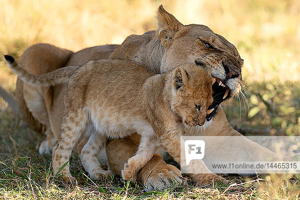 Löwin  die ihr Junges zurechtweist  Masai Mara  Kenia  Ostafrika