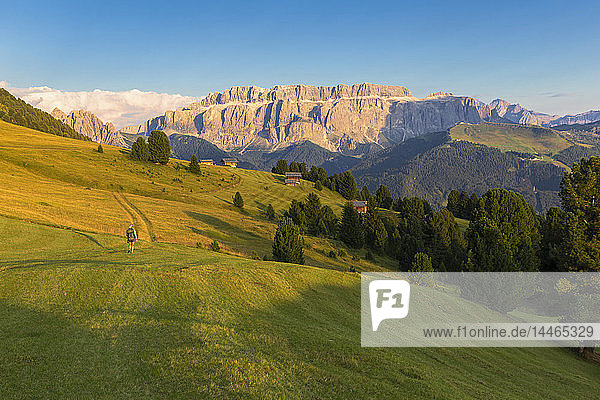 Wanderer wandert auf der Wiese mit der Sellagruppe im Hintergrund  Grödner Tal  Südtirol  Dolomiten  Italien