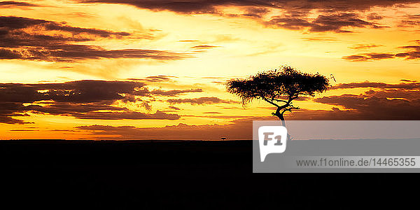 Akazienbaum bei Sonnenuntergang  Masai Mara  Kenia  Ostafrika