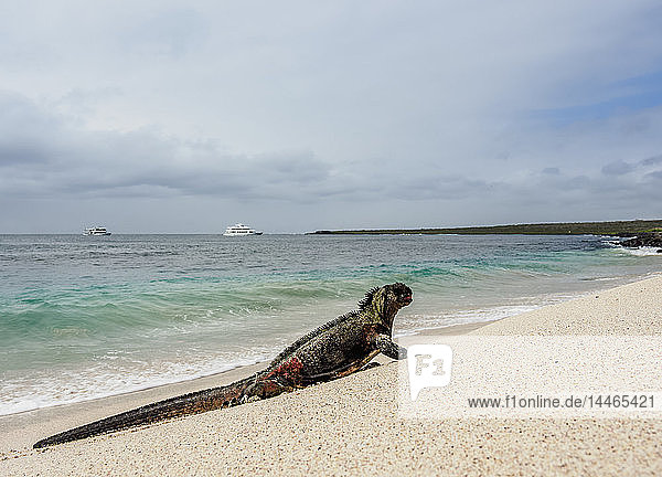 Meeresleguan (Amblyrhynchus cristatus) am Strand von Punta Suarez  Insel Espanola (Hood)  Galapagos  UNESCO-Welterbe  Ecuador