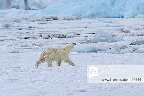 Eisbär auf dem Packeis im Bjornsundet  Spitzbergen  Norwegen