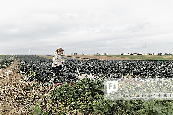 Girl playing with dog at a cabbage field