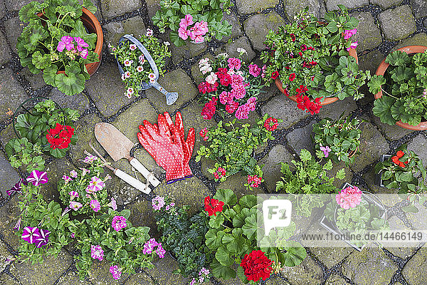 Verschiedene eingetopfte Frühlings- und Sommerblumen,  Gartengeräte und Handschuhe auf dem Kopfsteinpflaster,  Draufsicht
