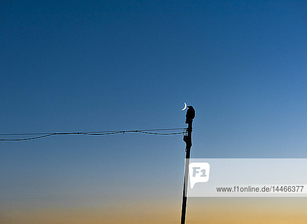 Vogelsilhouette neben Halbmond