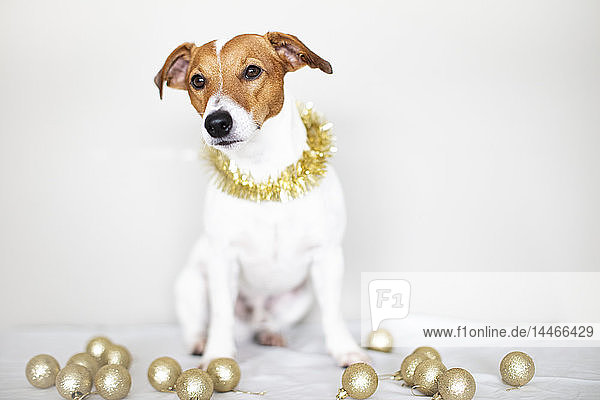Bildnis eines Hundes mit goldener Girlande