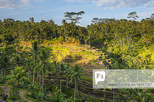Indonesien  Bali  Tegallalang Reisterrassen und Sonnenlicht