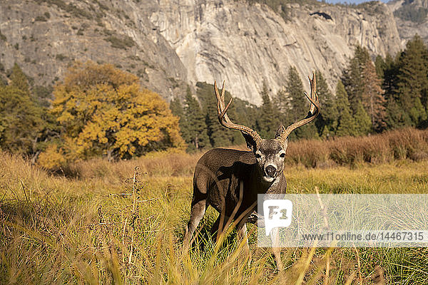 USA  Kalifornien  Yosemite-Nationalpark  Porträt eines Hirsches auf einem Feld