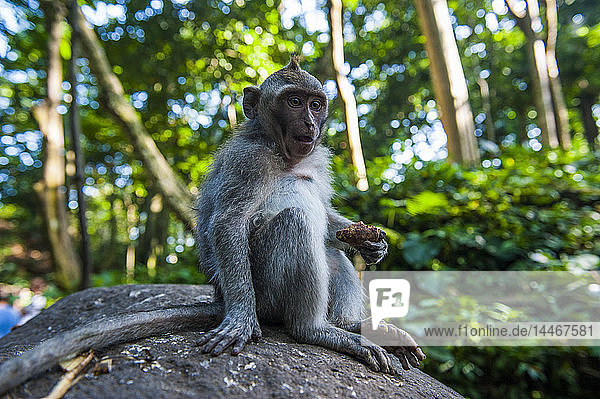 Indonesien  Bali  Heiliger Affenwald  Langschwanzmakakenfresser  Macaca fascicularis