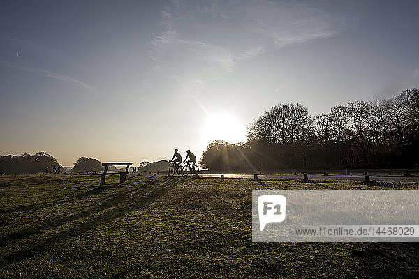 United Kingdom  England  London  Cyclists in Richmond Park against morning sun