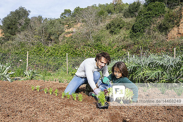 Vater und Sohn pflanzen Salatsetzlinge im Gemüsegarten