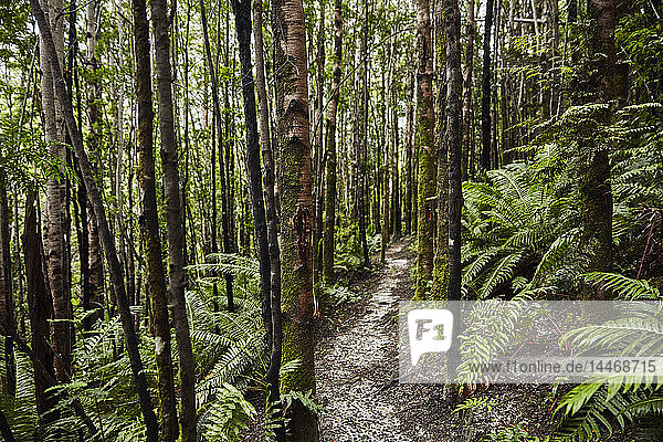 Chile Chaiten Parque Pumalin üppiger Pfad durch den Wald