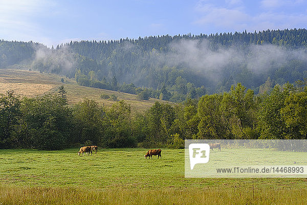 Montenegro  Rozaje  Kühe auf der Weide
