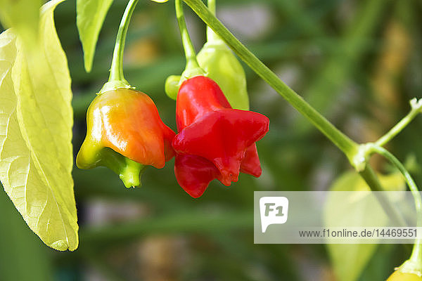 Chili-Paprika 'Bischofskrone