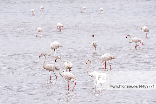 Spanien  Andalusien  Fuente de Piedra  Flamingos im Wasser