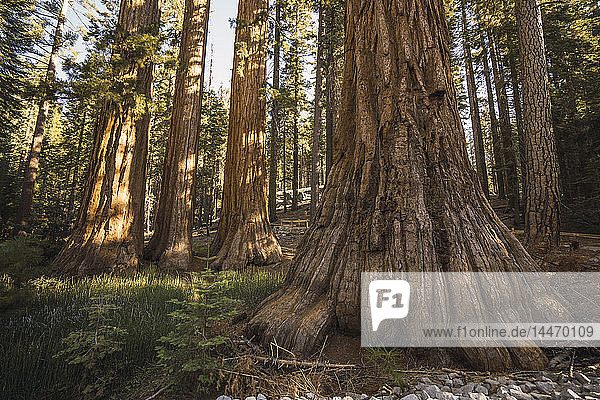 USA Kalifornien Yosemite-Nationalpark Mariposa Sequoias