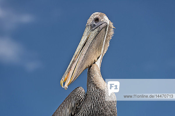 USA  Florida  Islamorada  Florida Keys  Porträt eines Braunen Pelikans gegen den Himmel