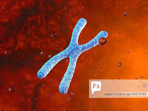 3D-gerenderte Illustration  ein in einem Organismus schwimmendes Chromosom