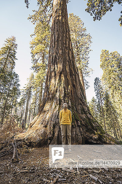 USA  California  Yosemite National Park  Mariposa  man standing at sequoia tree