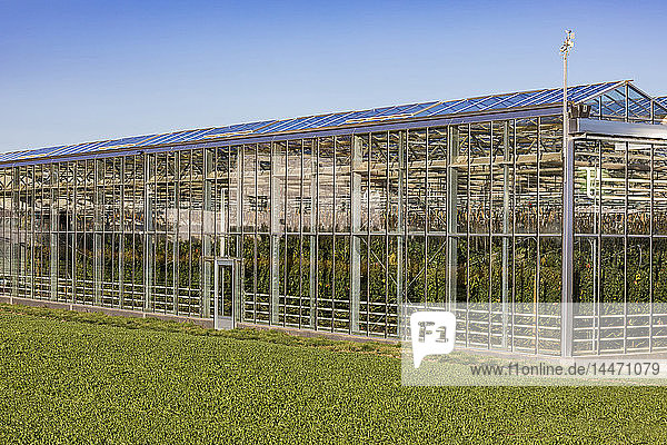 Deutschland  Fellbach  Gewächshaus mit Tomaten- und Rucolapflanzen auf dem Feld
