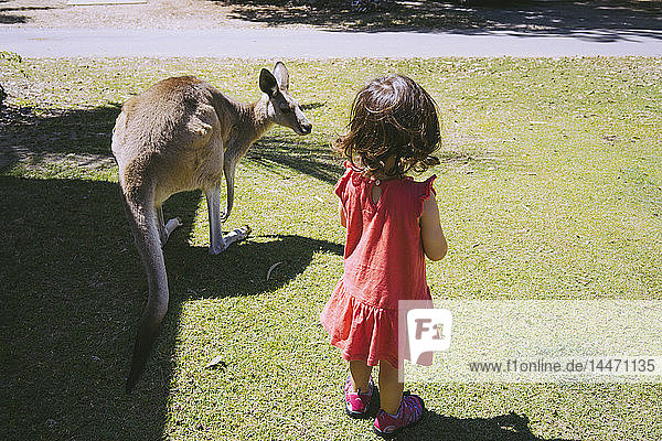 Australia  Queensland  Mackay  Cape Hillsborough National Park  little girl with a kangaroo on a meadow