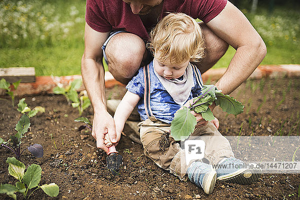 Vater mit seinem kleinen Sohn im Garten beim Pflanzen von Setzlingen
