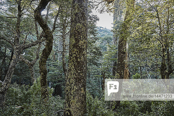 Chile Puren Nahuelbuta-Nationalpark Araukarienwald