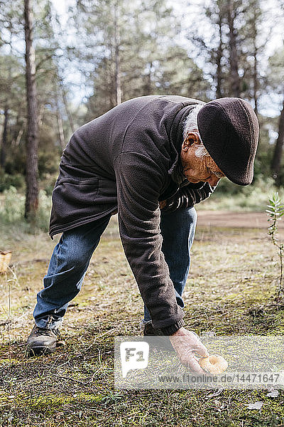 Älterer Mann findet Pilz im Wald