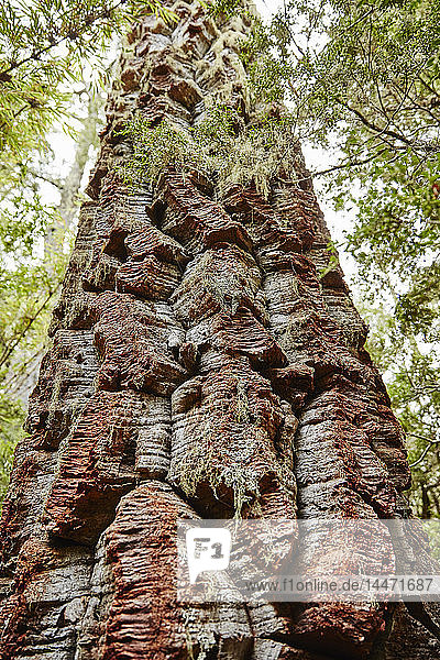 Chile Los Sauces Nahuelbuta-Nationalpark Alercen-Baum